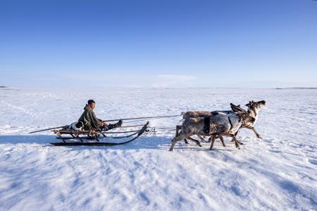 Migracije s severnimi jeleni v Sibiriji (foto: Arne Hodalič)